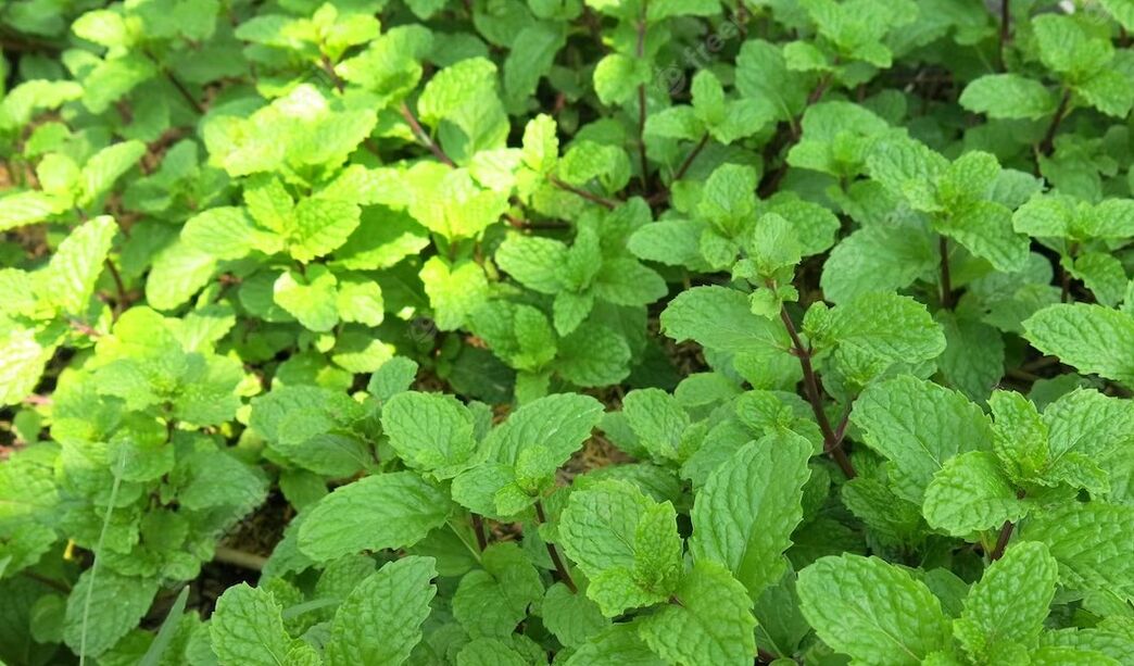 Peppermint has a rejuvenating effect due to the arginine in its composition
