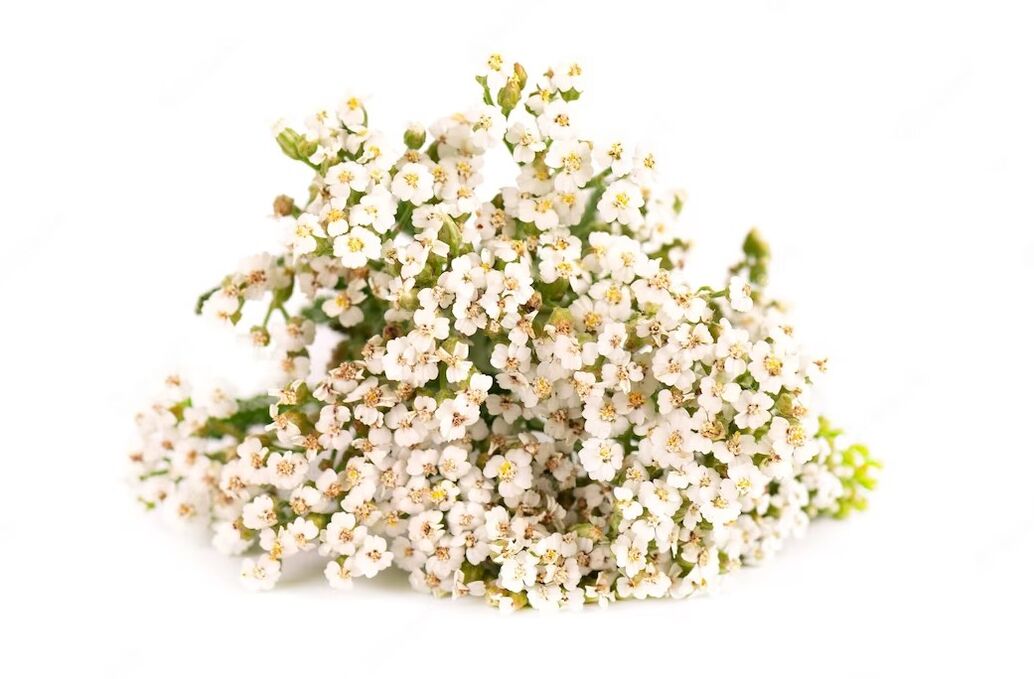 Yarrow cleanses, nourishes and soothes the skin, leaving it refreshed, smooth and soft. 
